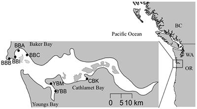 Phosphorus Forms in Sediments of a River-Dominated Estuary